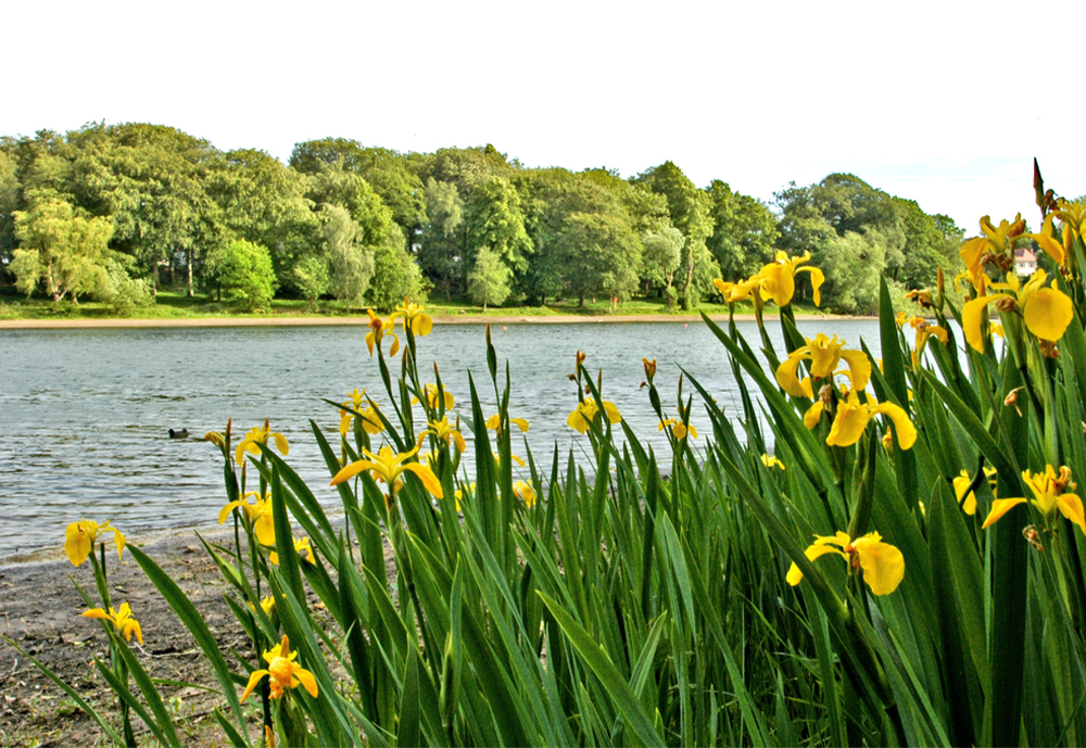 {"uuid":"a0223f64-d93f-45d1-89f3-5c834fa1bc25","tenant_uuid":"a01e30d3-b943-47cd-8a16-2f1d87591e54","url_key":"edgbaston-birmingham","location":"Edgbaston, Birmingham","latitude":"52.46166807","longitude":"-1.91871362","search_title":"Edgbaston, Birmingham Real Estate","image":"ahfieldproperties\/hero-images\/2025\/10\/17\/0dbf0e21-6bd7-471b-b8c0-ffebcb687da8.jpg","main_title":"Edgbaston, Birmingham Area Guide","main_content":"<h2>Overview Of Edgbaston<\/h2>\r\nNestled Just A Short Distance From Birmingham City Centre, Edgbaston Stands As One Of The City&rsquo;s Most Prestigious And Picturesque Suburbs. Known For Its Tree-lined Avenues, Elegant Period Homes, And Vibrant Green Spaces, Edgbaston Offers An Ideal Balance Of Tranquillity And Accessibility.<br \/><br \/>Once Home To Victorian Industrialists And Scholars, This Area Has Retained Its Timeless Charm And Refined Character, While Evolving Into A Thriving Modern Community. It&rsquo;s A Place Where Heritage Meets Contemporary Comfort, And Where Residents Enjoy A Truly Elevated Quality Of Life.<br \/><br \/>For Those Considering Relocation, Edgbaston Presents The Best Of Both Worlds, Peaceful Suburban Living With Immediate Access To The Conveniences And Career Opportunities Of Birmingham&rsquo;s Bustling City Centre.<br \/><br \/><br \/>\r\n<h2>Where Is Edgbaston?<\/h2>\r\nLocated Just Southwest Of Birmingham City Centre, Edgbaston&rsquo;s Prime Location Makes It One Of The Most Desirable Areas For Both Families And Professionals.<br \/>\r\n<ul>\r\n<li>The Neighbourhood Sits Only A Few Minutes&rsquo; Drive Or Bus Ride From The City&rsquo;s Core Business Districts, Cultural Venues, And Shopping Destinations.<\/li>\r\n<li>It&rsquo;s Bordered By Harborne, Moseley, And Selly Oak, Offering Quick Access To Other Vibrant Communities.<\/li>\r\n<li>Major Roads Like The A38 Bristol Road And M5 Motorway Connect Edgbaston Seamlessly To The Rest Of The West Midlands And Beyond.<\/li>\r\n<\/ul>\r\nFor Professionals Working In Central Birmingham Or Those Commuting Across The Region, Edgbaston Offers The Convenience Of Connectivity Without The Noise Of City Life, An Essential Draw For Anyone Seeking A Calm Yet Accessible Home Environment.<br \/><br \/><br \/>\r\n<h2>Edgbaston Property Market Trends<\/h2>\r\nThe Property Market In Edgbaston Is Among The Most Stable And Desirable In Birmingham. It Attracts Homebuyers And Investors Seeking Quality, Prestige, And Long-term Value.<br \/>\r\n<ul>\r\n<li><strong>Steady Price Growth: <\/strong>Property Prices In Edgbaston Have Shown Consistent Year-on-year Growth, Reflecting The Area&rsquo;s Enduring Appeal And Strong Demand.<\/li>\r\n<li><strong>Range Of Properties:<\/strong> The Area Offers Everything From Grand Victorian Villas And Modern Family Homes To Stylish Apartments In New Developments.<\/li>\r\n<li><strong>High Rental Demand:<\/strong> Its Proximity To The University Of Birmingham, Major Hospitals, And The City Centre Ensures Strong Rental Yields From Professionals And Students Alike.<\/li>\r\n<li><strong>Exclusive Developments: <\/strong>Modern Developments Such As Luxury Apartment Complexes Cater To Buyers Seeking Contemporary Living Spaces With Amenities Like Parking, Concierge Services, And Landscaped Gardens.<\/li>\r\n<\/ul>\r\nFor Buyers And Investors, Edgbaston Represents A Sound And Prestigious Investment, Combining Capital Appreciation Potential With A Desirable Lifestyle Offering.<br \/><br \/><br \/>\r\n<h2>What It&rsquo;s Like To Live In Edgbaston<\/h2>\r\nLiving In Edgbaston Is An Experience Defined By Comfort, Class, And Community. It&rsquo;s A Neighbourhood That Feels Calm And Self-contained Yet Full Of Life And Energy.<br \/>\r\n<ul>\r\n<li>Green And Peaceful: With Large Parks, Open Gardens, And The Scenic Edgbaston Reservoir, Residents Enjoy A Sense Of Calm That&rsquo;s Rare In A Major City. Whether You&rsquo;re Walking Your Dog, Cycling, Or Enjoying A Picnic With Family, Edgbaston Provides The Ideal Setting For An Active And Balanced Lifestyle.<\/li>\r\n<li>Cultural And Sporting Excellence: Home To The World-famous Edgbaston Cricket Ground, The Area Regularly Hosts International Cricket Matches, Bringing Excitement And A Strong Sense Of Local Pride.<\/li>\r\n<li>Education And Academia: Families Relocating To Edgbaston Benefit From Its Outstanding Schools And Universities, Including The University Of Birmingham And King Edward&rsquo;s School. The Area Has Long Been Associated With Academic Excellence, Making It A Top Choice For Scholars And Professionals Alike.<\/li>\r\n<li>Caf&eacute;s, Dining &amp; Leisure: Edgbaston Offers A Refined Yet Friendly Social Scene. The Edgbaston Village Area Is Filled With Caf&eacute;s, Boutique Shops, And Award-winning Restaurants. Whether You&rsquo;re Enjoying Fine Dining At Simpsons Or A Weekend Brunch At The High Field, Edgbaston Delivers Culinary Quality And Charm.<\/li>\r\n<\/ul>\r\nOverall, Life In Edgbaston Blends Peaceful Residential Living With Modern Sophistication , Perfect For Those Wanting A Quieter Home Without Compromising On Lifestyle Or Convenience.<br \/><br \/><br \/>\r\n<h2>Neighbourhood Highlights<\/h2>\r\n<ul>\r\n<li><strong>Edgbaston Village: <\/strong>A Charming Hub Of Local Culture, Filled With Boutique Shops, Fine Dining, And Coffee Houses. The Village Has A Close-knit Community Feel That Appeals To Professionals And Families Alike.<\/li>\r\n<li><strong>University District: <\/strong>This Lively Area Surrounds The University Of Birmingham, Offering A Mix Of Student Accommodation, Academic Institutions, And Cultural Landmarks.<\/li>\r\n<li><strong>The Calthorpe Estate: <\/strong>Known For Its Grand Architecture, Leafy Boulevards, And Private Gardens, It Represents Some Of Birmingham&rsquo;s Most Exclusive Real Estate.<\/li>\r\n<\/ul>\r\nEach Part Of Edgbaston Offers A Slightly Different Experience, From Vibrant Student Living To Peaceful Family Retreats, But All Share The Same Sense Of Community And Refined Atmosphere.<br \/><br \/><br \/>\r\n<h2>Investment Potential In Edgbaston<\/h2>\r\nFor Investors, Edgbaston Offers A Rare Combination Of Stability, Prestige, And Growth Potential.<br \/>\r\n<ul>\r\n<li><strong>Resilient Market: <\/strong>Property In Edgbaston Tends To Hold Its Value, Even During Market Fluctuations, Due To Limited Supply And Strong Local Demand.<\/li>\r\n<li><strong>High Rental Yields: <\/strong>Professionals, Academics, And International Students Create Steady Rental Demand Throughout The Year.<\/li>\r\n<li><strong>Luxury Appeal: <\/strong>Upscale Homes And Apartments Attract Long-term Tenants Willing To Pay A Premium For Location And Lifestyle.<\/li>\r\n<li><strong>Proximity To Key Employment Hubs: <\/strong>The Nearby Queen Elizabeth Hospital, University Of Birmingham, And City Centre Create Continuous Demand For Quality Housing.<\/li>\r\n<\/ul>\r\nWhether You&rsquo;re Buying Your Forever Home Or Seeking A Rental Investment, Edgbaston Represents One Of Birmingham&rsquo;s Safest And Most Rewarding Property Opportunities.<br \/><br \/>A.H. Field Properties Can Guide You Through Every Stage Of Purchasing Or Renting, Offering Expert Local Knowledge And Exclusive Listings Tailored To Your Needs.<br \/><br \/><br \/>\r\n<h2>Housing &amp; Property Options<\/h2>\r\nEdgbaston Boasts A Diverse Range Of Properties To Suit All Lifestyles:<br \/>\r\n<ul>\r\n<li>Victorian &amp; Edwardian Homes: Character-filled Houses With Spacious Gardens And Period Features, Ideal For Families Who Value Space And Heritage.<\/li>\r\n<li><strong>Modern Apartments: <\/strong>Contemporary Flats Close To The City And Transport Links, Perfect For Professionals Seeking Convenience And Style.<\/li>\r\n<li><strong>Luxury Developments: <\/strong>High-end Residences With Premium Amenities, Suited To Investors Or Buyers Seeking A Low-maintenance Yet Elegant Lifestyle.<\/li>\r\n<li><strong>Student &amp; Young Professional Lets:<\/strong> Affordable, Well-located Apartments Near The University And Major Transport Routes.<\/li>\r\n<\/ul>\r\nNo Matter Your Preference, A.H. Field Properties Offers The Expertise To Match You With A Property That Aligns With Your Personal And Financial Goals.<br \/><br \/><br \/>\r\n<h2>Transport &amp; Accessibility<\/h2>\r\nRelocating To Edgbaston Offers The Freedom To Travel Effortlessly Across Birmingham And Beyond.<br \/>\r\n<ul>\r\n<li><strong>Public Transport: <\/strong>Frequent Buses And Nearby Train Stations Such As University And Five Ways Provide Quick Access To The City Centre And Neighbouring Areas.<\/li>\r\n<li><strong>By Car: <\/strong>The A38 Bristol Road And M5 Motorway Connect You Easily To The Rest Of The West Midlands And The Motorway Network.<\/li>\r\n<li><strong>Walking &amp; Cycling: <\/strong>Beautifully Maintained Roads And Green Corridors Make The Area Pedestrian- And Cyclist-friendly.<\/li>\r\n<li><strong>Airport Access: <\/strong>Birmingham Airport Is Within A 25-minute Drive, Ideal For Frequent Travellers And Professionals Working Internationally.<\/li>\r\n<\/ul>\r\nThis Makes Edgbaston Ideal For Professionals, Families, And Retirees Seeking Both Mobility And Tranquillity.<br \/><br \/><br \/>\r\n<h2>Tips &amp; Insights For Relocating<\/h2>\r\n<ul>\r\n<li><strong>Explore Before You Buy: <\/strong>Spend A Weekend In Edgbaston To Experience Its Atmosphere, Parks, And Dining Spots, Most Newcomers Quickly Fall In Love.<\/li>\r\n<li><strong>Prioritise Location: <\/strong>Properties Near Calthorpe Estate Or Edgbaston Village Are Particularly Desirable Due To Their Setting And Amenities.<\/li>\r\n<li><strong>Plan For The Future: <\/strong>With Ongoing Regeneration Projects In Nearby Areas, Property Values In Edgbaston Are Expected To Rise Steadily.<\/li>\r\n<li><strong>Use A Trusted Agent: <\/strong>A.H. Field Properties Provides Not Only Listings But Also Insightful Local Advice To Help You Find The Right Home Or Investment Opportunity.<\/li>\r\n<\/ul>\r\n<br \/>\r\n<h2>Conclusion<\/h2>\r\nElegant, Green, And Conveniently Located, Edgbaston Represents The Very Best Of Birmingham Living. It&rsquo;s A Place Where Historic Charm Meets Modern Comfort, Where Families Can Grow, Professionals Can Thrive, And Investors Can Benefit From A Stable And Rewarding Property Market.<br \/><br \/>If You&rsquo;re Considering A Move To Birmingham But Want An Area That Offers Peace, Prestige, And Accessibility, Edgbaston Is An Exceptional Choice.<br \/><br \/><strong>Discover Your Dream Property Today With <\/strong><a Href=\"..\/..\/\"><strong>A.H. Field Properties<\/strong><\/a> &ndash; Your Trusted Estate Agency For Premium Homes And Investments Across Birmingham.","footer_title":null,"footer_content":null,"youtube_id":null,"hero_image_mode":"centered","gallery_mode":"grid","published":0,"is_featured":0,"created_at":"2025-10-17T08:25:29.000000Z","updated_at":"2025-10-17T08:32:59.000000Z","deleted_at":null,"meta_data":[],"articles":[],"images":[{"uuid":"a0224393-6f6c-4bca-b75b-8c9ef26247a1","tenant_uuid":"a01e30d3-b943-47cd-8a16-2f1d87591e54","area_guide_uuid":"a0223f64-d93f-45d1-89f3-5c834fa1bc25","filepath":"ahfieldproperties\/area-guides\/2025\/10\/17\/4c7c555f-d0d5-440e-89e7-b4c930e3b184.jpg","order":null,"caption":null,"created_at":"2025-10-17T08:37:10.000000Z","updated_at":"2025-10-17T08:37:10.000000Z","deleted_at":null},{"uuid":"a0224393-b722-4786-8699-992b4cf63d46","tenant_uuid":"a01e30d3-b943-47cd-8a16-2f1d87591e54","area_guide_uuid":"a0223f64-d93f-45d1-89f3-5c834fa1bc25","filepath":"ahfieldproperties\/area-guides\/2025\/10\/17\/df14f415-9a61-4e9b-ad58-f86bb7b1c7b6.jpg","order":null,"caption":null,"created_at":"2025-10-17T08:37:10.000000Z","updated_at":"2025-10-17T08:37:10.000000Z","deleted_at":null},{"uuid":"a0224394-2c40-4122-b033-056c05482f65","tenant_uuid":"a01e30d3-b943-47cd-8a16-2f1d87591e54","area_guide_uuid":"a0223f64-d93f-45d1-89f3-5c834fa1bc25","filepath":"ahfieldproperties\/area-guides\/2025\/10\/17\/fae978a0-0605-4530-91fc-81f1abff9878.jpg","order":null,"caption":null,"created_at":"2025-10-17T08:37:11.000000Z","updated_at":"2025-10-17T08:37:11.000000Z","deleted_at":null},{"uuid":"a02243d2-d2da-43ab-bbb2-c0b9c10825c0","tenant_uuid":"a01e30d3-b943-47cd-8a16-2f1d87591e54","area_guide_uuid":"a0223f64-d93f-45d1-89f3-5c834fa1bc25","filepath":"ahfieldproperties\/area-guides\/2025\/10\/17\/83bc7adc-d695-4958-8920-06894529aaca.jpg","order":null,"caption":null,"created_at":"2025-10-17T08:37:52.000000Z","updated_at":"2025-10-17T08:37:52.000000Z","deleted_at":null}],"amenities":[]} image