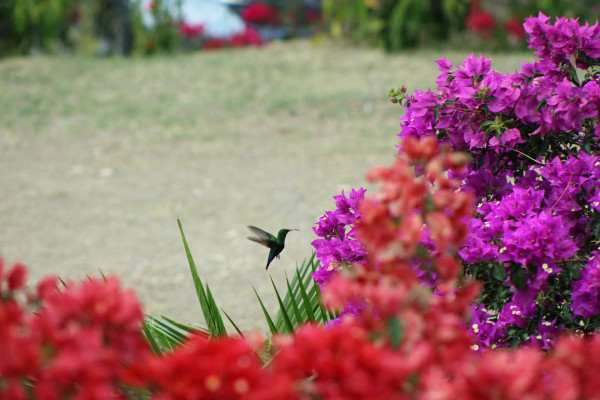 Image of Apartment - 2 Bedrooms - 2 Bathrooms for Rental in Valley Church -Antigua And Barbuda, Image 11