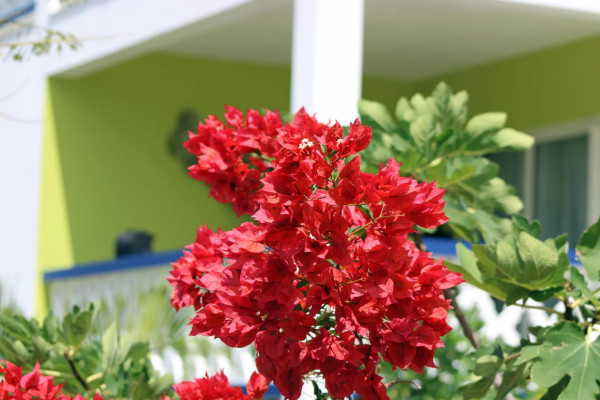 Image of Apartment - 2 Bedrooms - 2 Bathrooms for Rental in Valley Church -Antigua And Barbuda, Image 12