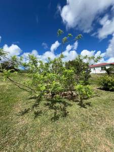 Image of Cottage - 1 Bedrooms - 1 Bathrooms for Rental in Buckleys-St. Johns-Antigua And Barbuda, Image 5