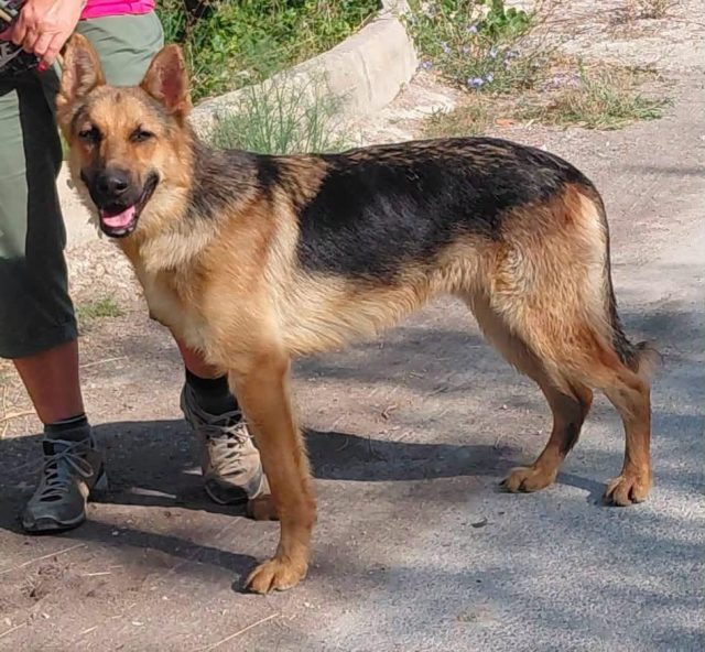 Hank the German Shepherd