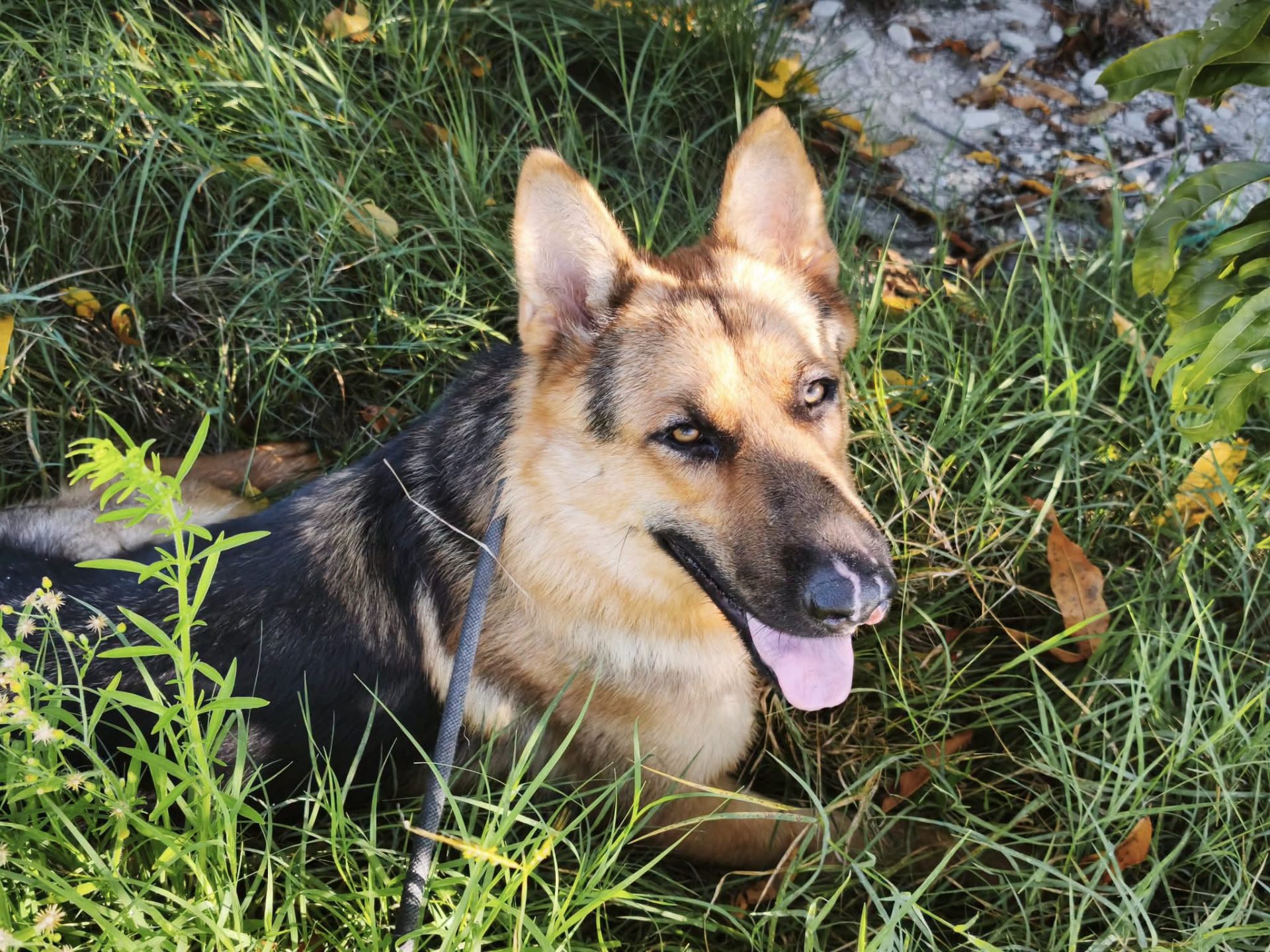 Hank the German Shepherd photo 2