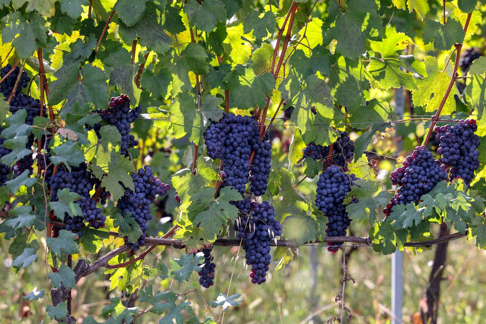 {"uuid":"a03870b2-0cfc-4225-9542-9bfcaadcf7d7","tenant_uuid":"9e5fc9e6-2ef8-4ca5-ae33-a9f76aa35061","url_key":"piemonte","location":"Piemonte","latitude":"45.05223660","longitude":"7.51538850","search_title":"Piemonte | Immobili In Piemonte","image":"italiannetworkrealty\/hero-images\/2025\/10\/28\/0e68dae2-dc75-4fa1-b9db-e5165d2cb8b5.jpg","main_title":"Piemonte | Immobili In Piemonte","main_content":"Il Piemonte Unisce Eleganza E Natura, Rendendolo Una Delle Regioni Pi&ugrave; Ambite Del Nord Italia. Dai Vigneti Delle Langhe E Del Monferrato Alle Strade Eleganti Di Torino, Offre Un Perfetto Equilibrio Tra Fascino Rurale E Vita Cittadina. Ottimi Collegamenti, Cucina D&rsquo;eccellenza E Vini Rinomati Attirano Investitori, Famiglie E Pensionati. Le Propriet&agrave; Spaziano Da Casali Ristrutturati E Tenute Vinicole Ad Appartamenti Moderni Nei Centri Storici.","footer_title":null,"footer_content":null,"youtube_id":null,"hero_image_mode":"centered","gallery_mode":"grid","published":0,"is_featured":0,"created_at":"2025-10-28T09:11:33.000000Z","updated_at":"2025-11-28T10:12:01.000000Z","deleted_at":null,"meta_data":[],"articles":[],"images":[{"uuid":"a0387246-180f-40b5-9f55-4362517a32cc","tenant_uuid":"9e5fc9e6-2ef8-4ca5-ae33-a9f76aa35061","area_guide_uuid":"a03870b2-0cfc-4225-9542-9bfcaadcf7d7","filepath":"italiannetworkrealty\/area-guides\/2025\/10\/28\/ffa84ff8-91f0-4fc6-b0b1-746eae93637a.jpg","order":null,"caption":null,"created_at":"2025-10-28T09:15:58.000000Z","updated_at":"2025-10-28T09:15:58.000000Z","deleted_at":null},{"uuid":"a0387246-1e9a-4711-b25d-288434553b81","tenant_uuid":"9e5fc9e6-2ef8-4ca5-ae33-a9f76aa35061","area_guide_uuid":"a03870b2-0cfc-4225-9542-9bfcaadcf7d7","filepath":"italiannetworkrealty\/area-guides\/2025\/10\/28\/e9217353-c9ac-4263-ab5b-c5991be4754c.jpg","order":null,"caption":null,"created_at":"2025-10-28T09:15:58.000000Z","updated_at":"2025-10-28T09:15:58.000000Z","deleted_at":null},{"uuid":"a03872be-f7d1-4b8f-affb-a3e7e076035b","tenant_uuid":"9e5fc9e6-2ef8-4ca5-ae33-a9f76aa35061","area_guide_uuid":"a03870b2-0cfc-4225-9542-9bfcaadcf7d7","filepath":"italiannetworkrealty\/area-guides\/2025\/10\/28\/a0e2f494-bdc1-4426-a400-4fb4ff37ecee.jpg","order":null,"caption":null,"created_at":"2025-10-28T09:17:17.000000Z","updated_at":"2025-10-28T09:17:17.000000Z","deleted_at":null},{"uuid":"a03872c5-363c-411d-b049-0162eb6c24d7","tenant_uuid":"9e5fc9e6-2ef8-4ca5-ae33-a9f76aa35061","area_guide_uuid":"a03870b2-0cfc-4225-9542-9bfcaadcf7d7","filepath":"italiannetworkrealty\/area-guides\/2025\/10\/28\/9a409f3b-3d7a-4ec3-be6a-0c31bc2d84dd.jpg","order":null,"caption":null,"created_at":"2025-10-28T09:17:21.000000Z","updated_at":"2025-10-28T09:17:21.000000Z","deleted_at":null}],"amenities":[]} image