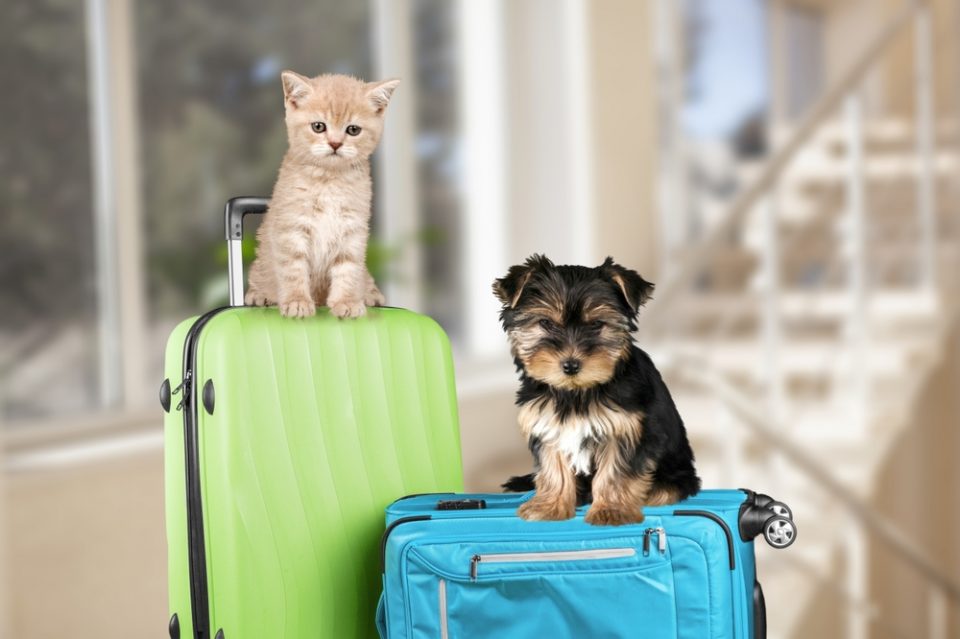 Shutterstock 2303904071 Shutterstock 2303904071