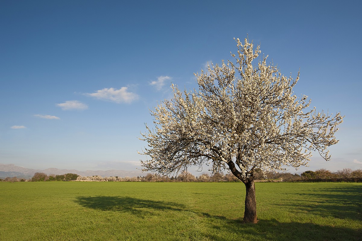 {"uuid":"9d8503ee-371b-47df-b0a2-fb2a998c0323","tenant_uuid":"9d686f6c-d612-4786-8a9c-05d2cc097e04","url_key":"central-mallorca","location":"Central Mallorca","latitude":"39.69526290","longitude":"3.01757120","search_title":"Central Mallorca","image":"rokstone\/slides\/2024\/11\/18\/8fcfac47-2446-4b60-bf94-988c0e9cfada.jpg","main_title":"Central Mallorca \u2013 The Heart Of The Island","main_content":"The Central Region Of Mallorca, Encompassing Towns Like <strong>Santa Maria Del Cam&iacute;, Binissalem<\/strong>, And <strong>Alar&oacute;<\/strong>, Offers A Blend Of Traditional Charm And Modern Convenience. <strong>Santa Maria Del Cam&iacute; <\/strong>is Renowned For Its Wine Production, Hosting The Famous <strong>Macia Batle Bodega<\/strong>. The Area Boasts A Convenient Train Link To Palma, Making It Highly Accessible. Similarly, <strong>Binissalem <\/strong>is A Cornerstone Of Mallorca&rsquo;s Rich Viticulture.","footer_title":"Tranquillity And Prestige In Central Mallorca","footer_content":"<strong>Alar&oacute;<\/strong>, A Picturesque Village Nestled At The Foot Of The Tramuntana Mountains, Is A Popular Choice For International Buyers Seeking Tranquillity And Authenticity. Adding To The Appeal, <strong>Richard Branson&rsquo;s New 5-star Boutique Hotel In Bunyola<\/strong>, Part Of This Region, Further Enhances The Area's Prestige.","youtube_id":null,"hero_image_mode":"centered","gallery_mode":"grid","published":0,"is_featured":0,"created_at":"2024-11-18T16:10:21.000000Z","updated_at":"2024-11-18T17:14:00.000000Z","deleted_at":null,"meta_data":[],"articles":[],"images":[{"uuid":"9e223df1-9edd-41e3-b428-d67431658ce8","tenant_uuid":"9d686f6c-d612-4786-8a9c-05d2cc097e04","area_guide_uuid":"9d8503ee-371b-47df-b0a2-fb2a998c0323","filepath":"rokstone\/area-guides\/2025\/02\/04\/d229d236-4868-408d-a04c-30d8d9093ed6.jpg","order":null,"caption":null,"created_at":"2025-02-04T19:57:33.000000Z","updated_at":"2025-02-04T19:57:33.000000Z","deleted_at":null},{"uuid":"9e2245ac-414e-435e-8a2d-0c44981d4b4e","tenant_uuid":"9d686f6c-d612-4786-8a9c-05d2cc097e04","area_guide_uuid":"9d8503ee-371b-47df-b0a2-fb2a998c0323","filepath":"rokstone\/area-guides\/2025\/02\/04\/9a2d7196-39b2-426f-b3eb-49d389777710.jpg","order":null,"caption":null,"created_at":"2025-02-04T20:19:09.000000Z","updated_at":"2025-02-04T20:19:09.000000Z","deleted_at":null},{"uuid":"9e224668-fc71-4441-af99-8edc568e088c","tenant_uuid":"9d686f6c-d612-4786-8a9c-05d2cc097e04","area_guide_uuid":"9d8503ee-371b-47df-b0a2-fb2a998c0323","filepath":"rokstone\/area-guides\/2025\/02\/04\/53d8b807-c0ca-4709-ab92-3b18d6a15e3e.jpg","order":null,"caption":null,"created_at":"2025-02-04T20:21:13.000000Z","updated_at":"2025-02-04T20:21:13.000000Z","deleted_at":null},{"uuid":"9e6a691e-41e7-406b-a9b7-02b2f06ca0ad","tenant_uuid":"9d686f6c-d612-4786-8a9c-05d2cc097e04","area_guide_uuid":"9d8503ee-371b-47df-b0a2-fb2a998c0323","filepath":"rokstone\/area-guides\/2025\/03\/12\/43be6e10-04df-40f4-9d41-c053200f9664.jpeg","order":null,"caption":null,"created_at":"2025-03-12T16:57:53.000000Z","updated_at":"2025-03-12T16:57:53.000000Z","deleted_at":null}],"amenities":[]} image